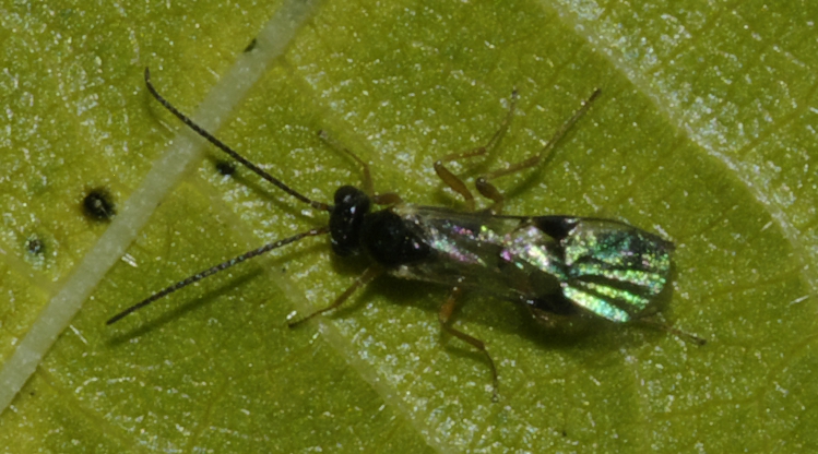 Piccoli Ichneumonidae (Tersilochinae)